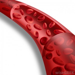 blood-vessel